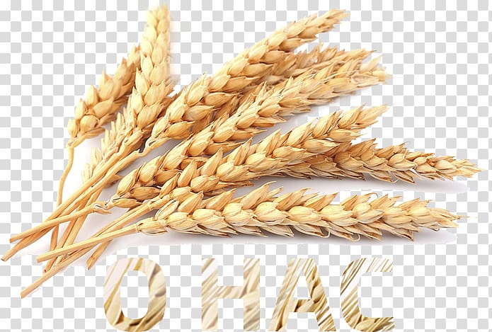 Wheat germ oil Cereal Food Barley, wheat transparent background PNG clipart