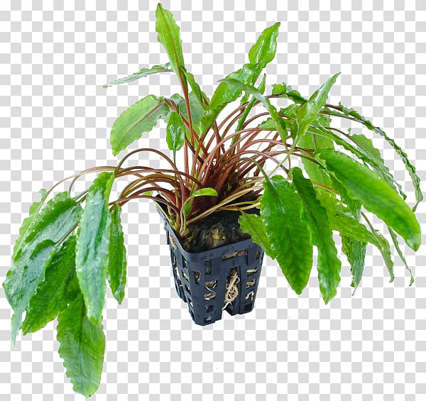 Cryptocoryne wendtii green Aquatic Plants Aquarium Cryptocoryne albida, transparent background PNG clipart