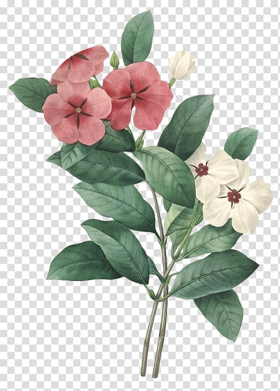 Choix des plus belles fleurs Madagascar Periwinkle Drawing, flower transparent background PNG clipart