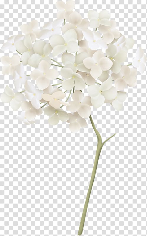 White French hydrangea , ورد ابيض transparent background PNG clipart