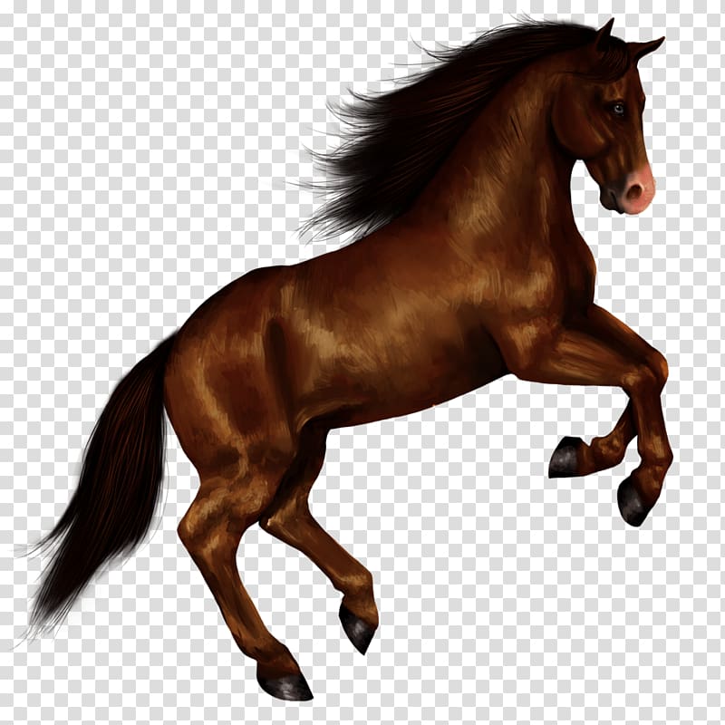 running steed transparent background PNG clipart