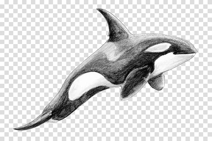 Rough-toothed dolphin White-beaked dolphin Killer whale Cetacea, dolphin transparent background PNG clipart