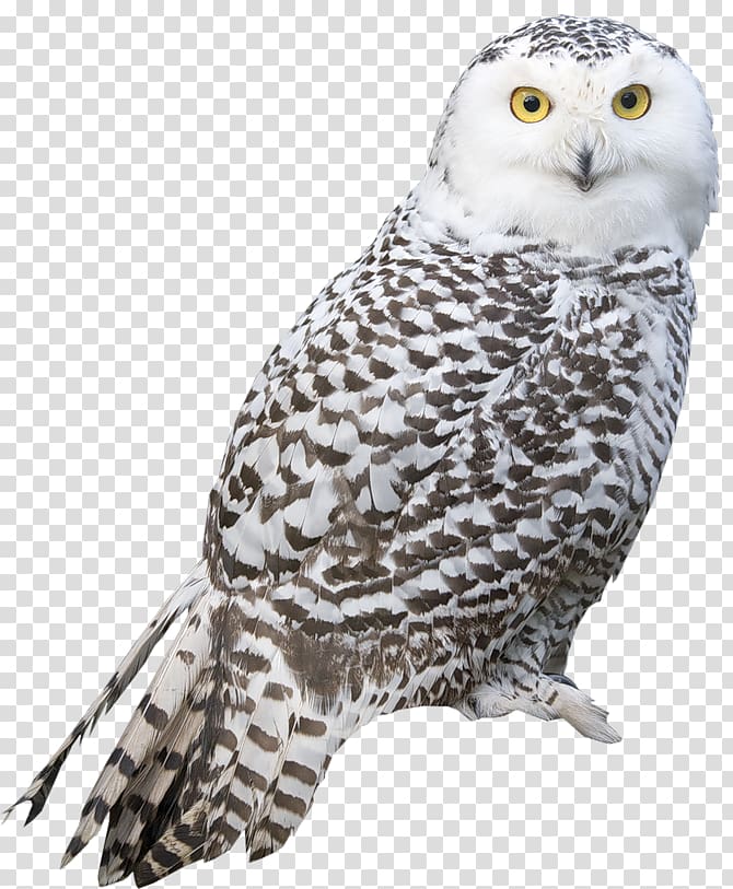 Snowy owl Bird Arctic fox, White Owl , white and black owl transparent background PNG clipart