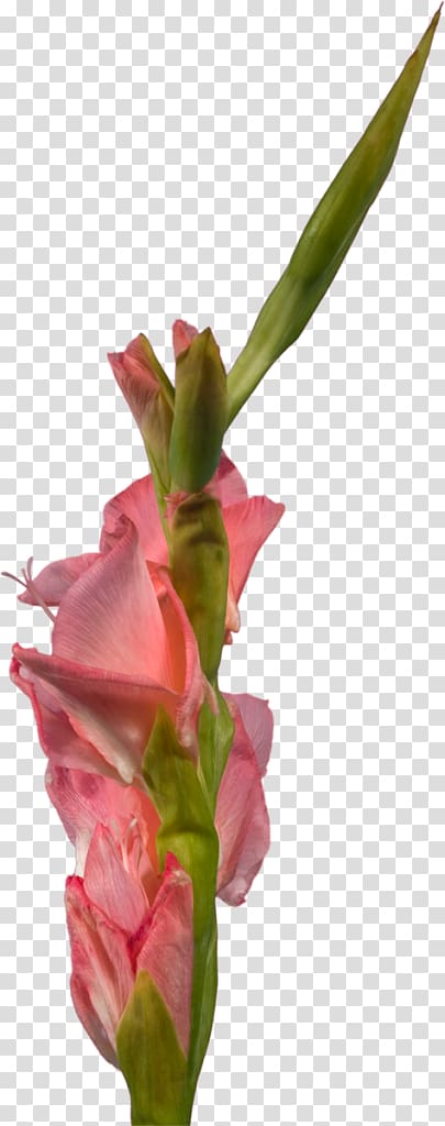 Gladiolus Cut flowers Plant stem , gladiolus transparent background PNG clipart