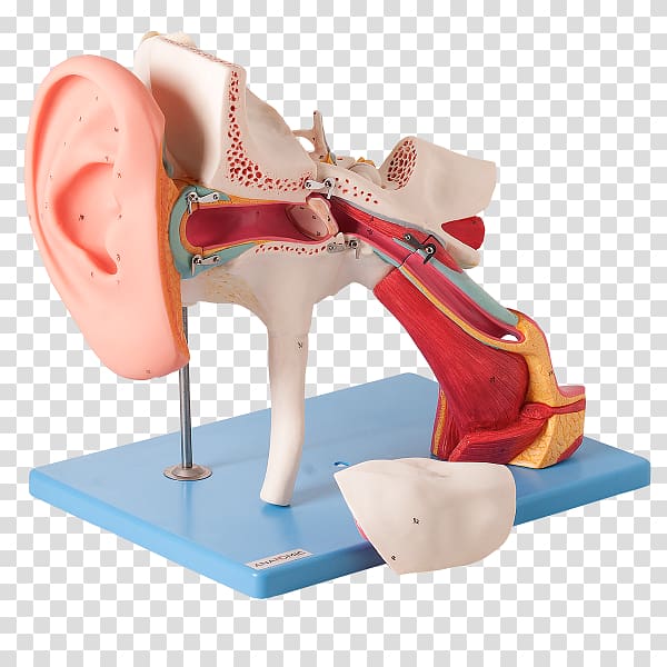 Ear canal Eardrum Outer ear Auditory system, classic transparent background PNG clipart