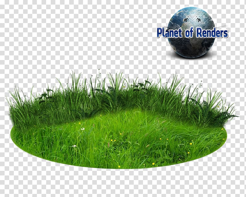 Lawn Landscape architecture, capim transparent background PNG clipart