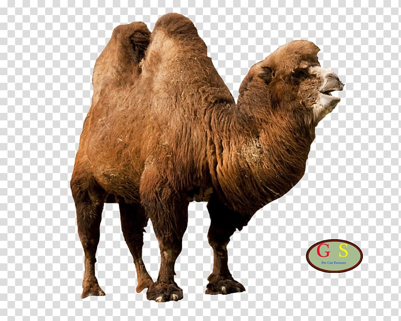 Dromedary Bactrian camel Terrestrial animal Konijnenhok, others transparent background PNG clipart