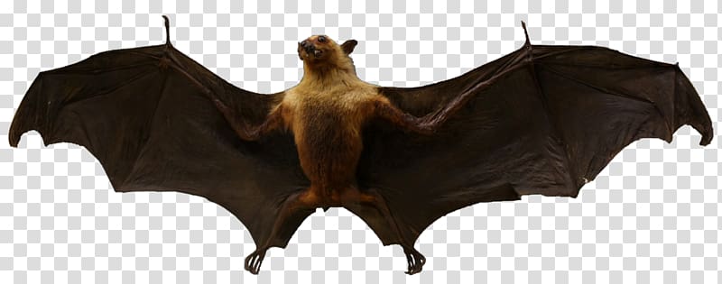 Vampire bat Animal Mammal European Bat Night, incompatible transparent background PNG clipart