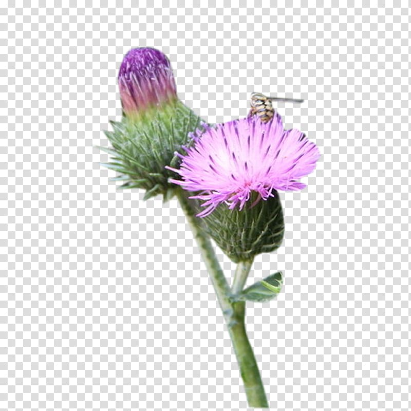 Milk thistle Greater burdock, A milk thistle flower material transparent background PNG clipart