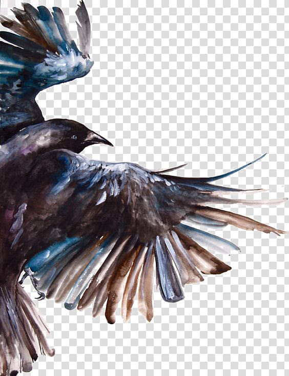 Common raven Bird Watercolor painting Flight, crow transparent background PNG clipart