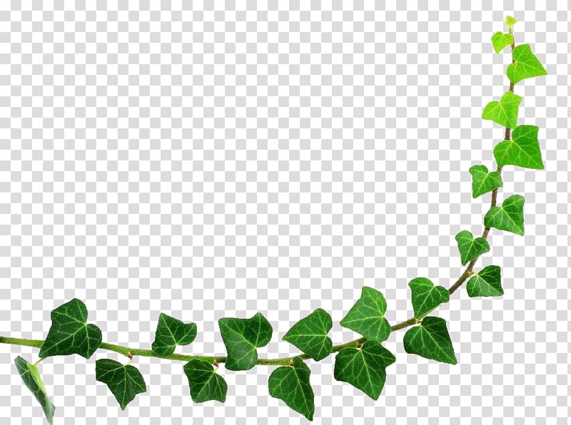 green evil's ivy plant, Semicircle Leaf, Green leaf half circle border transparent background PNG clipart