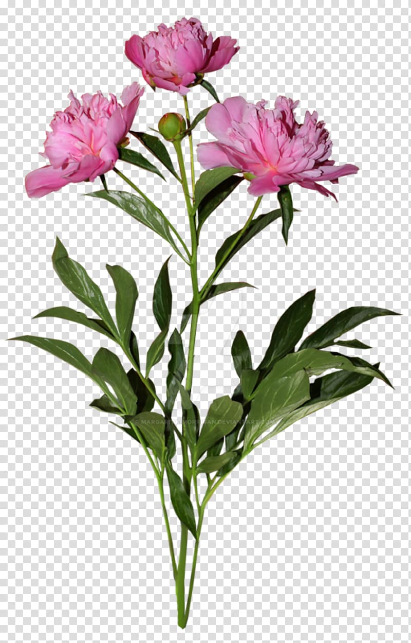 Moutan peony Flower, peony transparent background PNG clipart