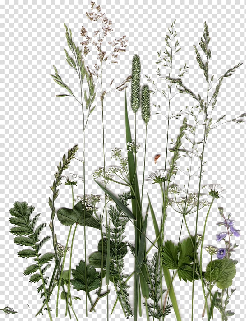 green plants illustration, English lavender Plant Flower Flora Leaf, Dandelion green herb collection transparent background PNG clipart