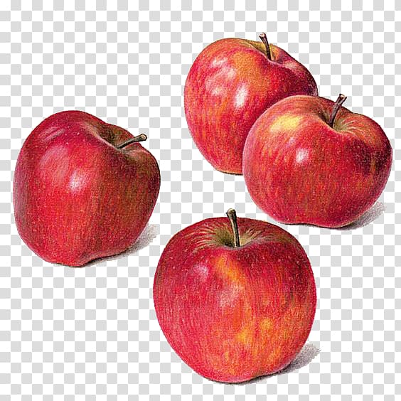 four apples, Drawing Apple Watercolor painting Still life, Watercolor apple transparent background PNG clipart