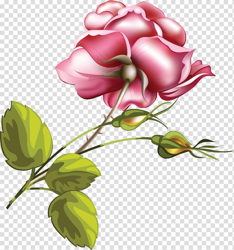 Flower Rose Pink, FLOWERS transparent background PNG clipart