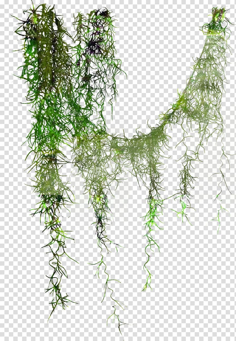 Liana Tree Leaf Plant stem, tree transparent background PNG clipart