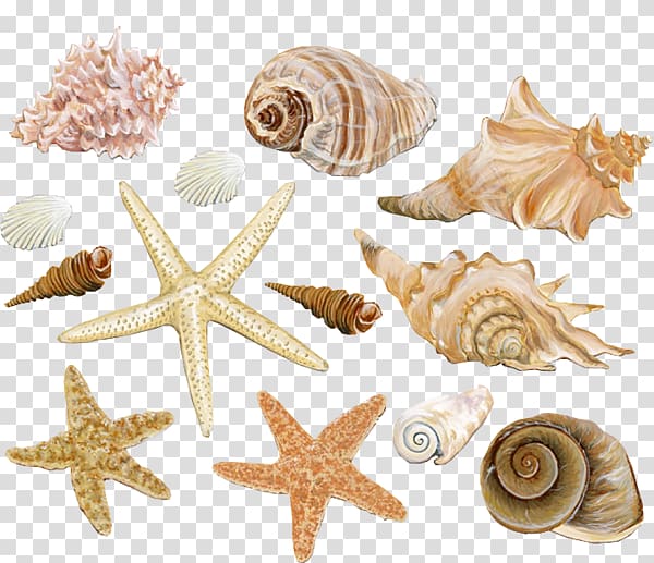 assorted-shape-and-color seashells illustration, Seashell Clam Conch Mollusc shell, Beach starfish conch decoration material transparent background PNG clipart