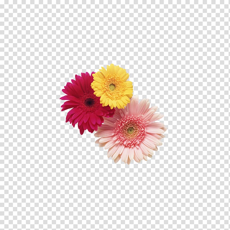 Transvaal daisy Cut flowers , Chrysanthemum tea,flower transparent background PNG clipart