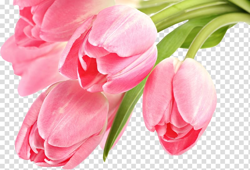Tulip Desktop Pink flowers , tulips transparent background PNG clipart