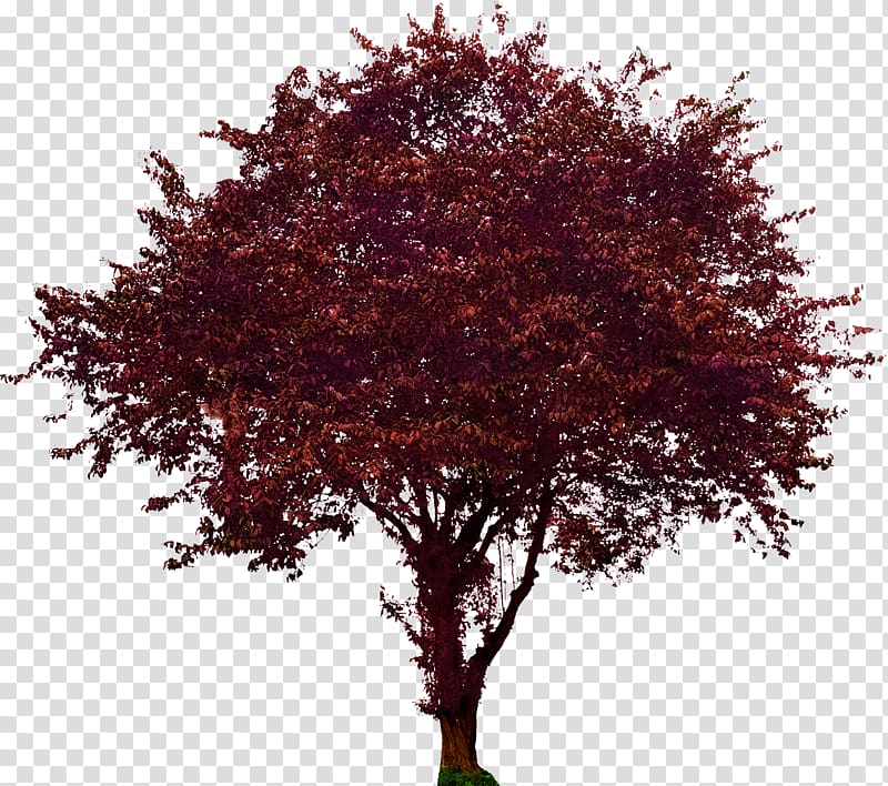 Tree Flowering dogwood Maple Plum, plum transparent background PNG clipart