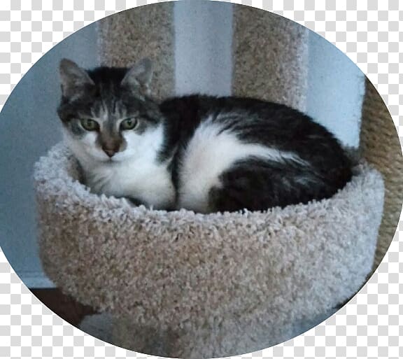 Whiskers European shorthair Kitten Domestic short-haired cat Bed, kitten transparent background PNG clipart