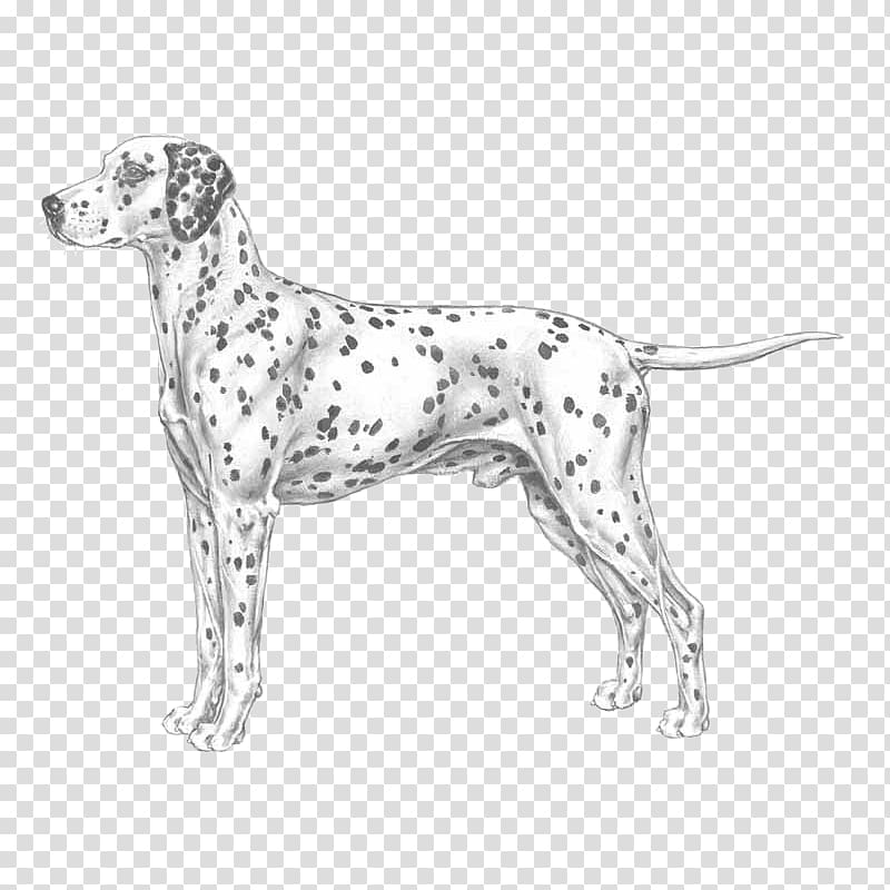 Auvergne pointer Dalmatian dog Old Danish Pointer Dog breed, race transparent background PNG clipart