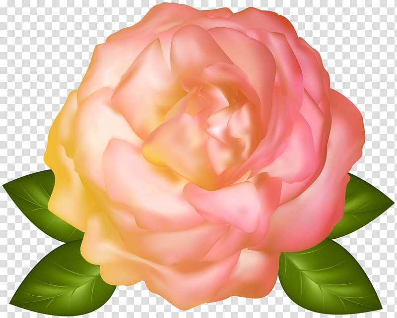 Garden roses Flower Centifolia roses Floristry, Beautiful Yellow Rose transparent background PNG clipart