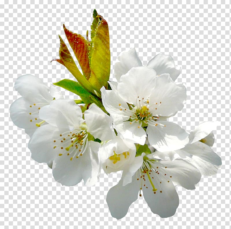 Flower Fruit tree pollination, spring transparent background PNG clipart