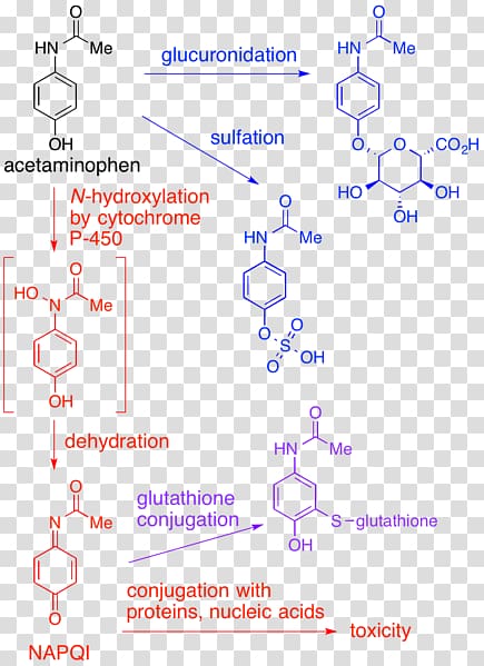 Acetaminophen NAPQI Metabolism Hepatotoxicity Over-the-counter drug, others transparent background PNG clipart