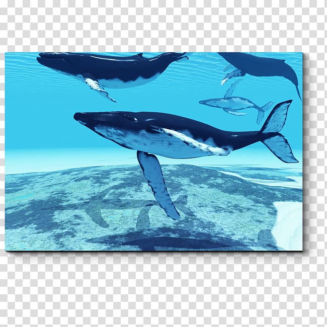 Sperm whale Humpback whale Whale watching Animal migration, whale transparent background PNG clipart