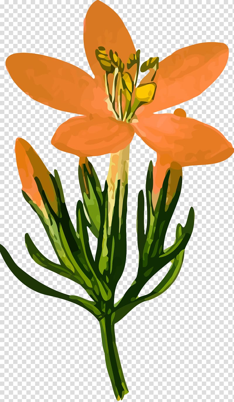 Gentian , flower drawing transparent background PNG clipart
