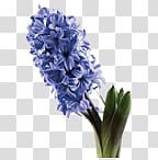 purple lavender flowers illustration, Purple Hyacinth transparent background PNG clipart