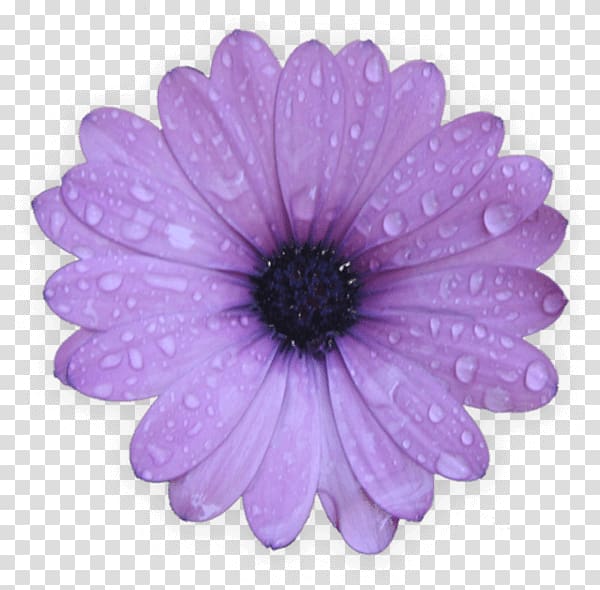 Desktop Common daisy , purple flowers transparent background PNG clipart
