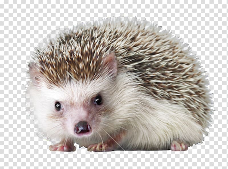 Hedgehog transparent background PNG clipart