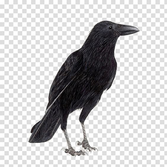 Rook Common raven Carrion crow Bird, crow transparent background PNG clipart