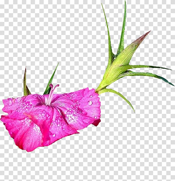 Flower Gladiolus , flower transparent background PNG clipart