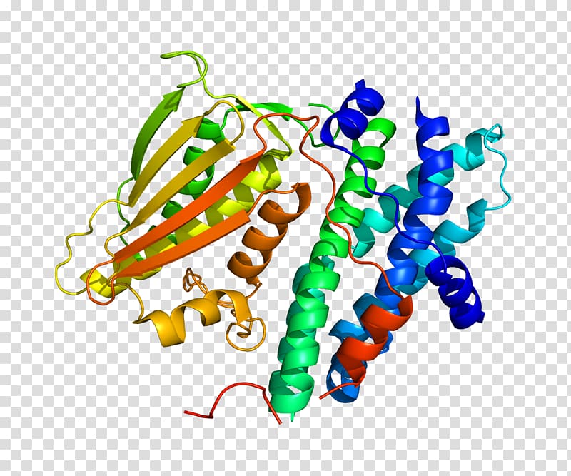 Pyruvate dehydrogenase kinase Pyruvate dehydrogenase lipoamide kinase isozyme 1 Phosphoinositide-dependent kinase-1, others transparent background PNG clipart