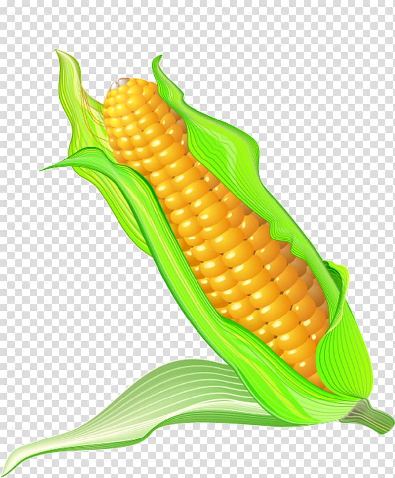 Corn on the cob Maize Cartoon, Cartoon corn transparent background PNG clipart