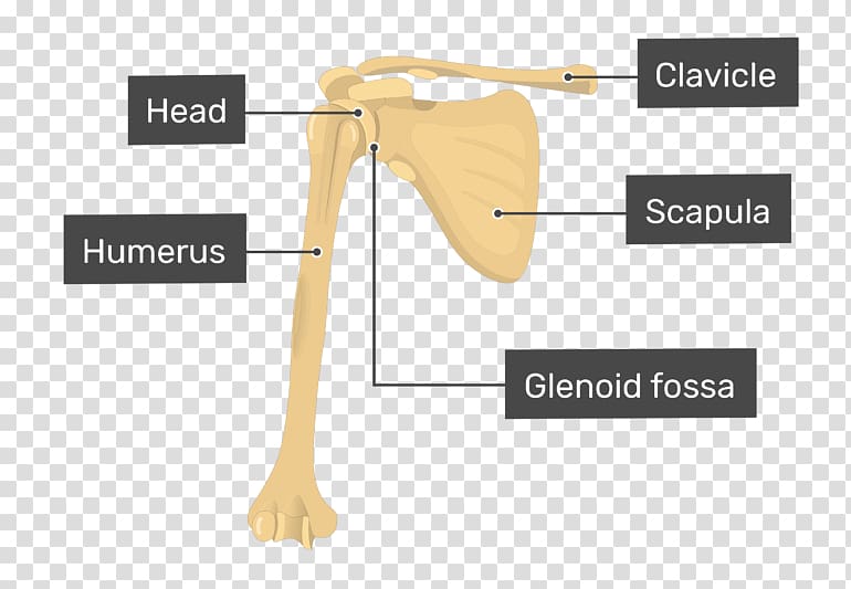 Humerus Shoulder Glenoid cavity Scapula Radius, humerus transparent background PNG clipart