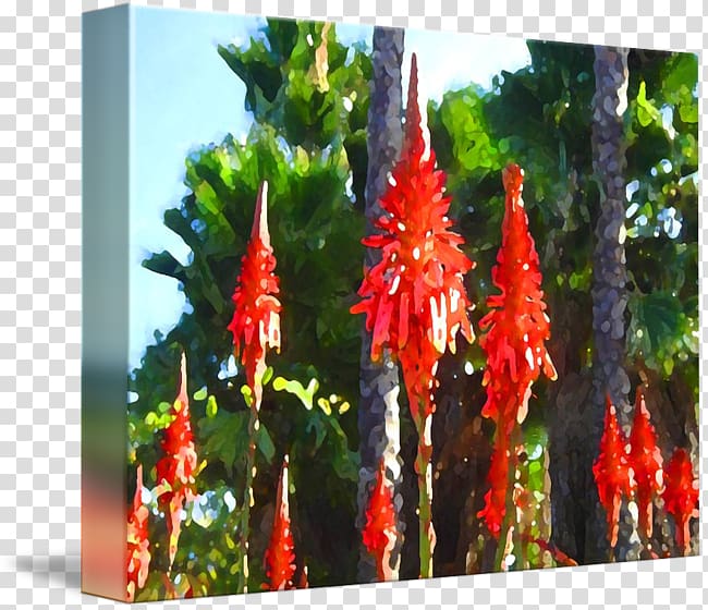 Flowering plant Flora Plant stem Succulent plant, aloe arborescens transparent background PNG clipart