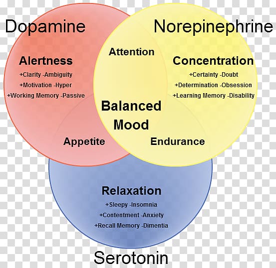Serotonin–norepinephrine–dopamine reuptake inhibitor Neurotransmitter, Pulsklocka transparent background PNG clipart