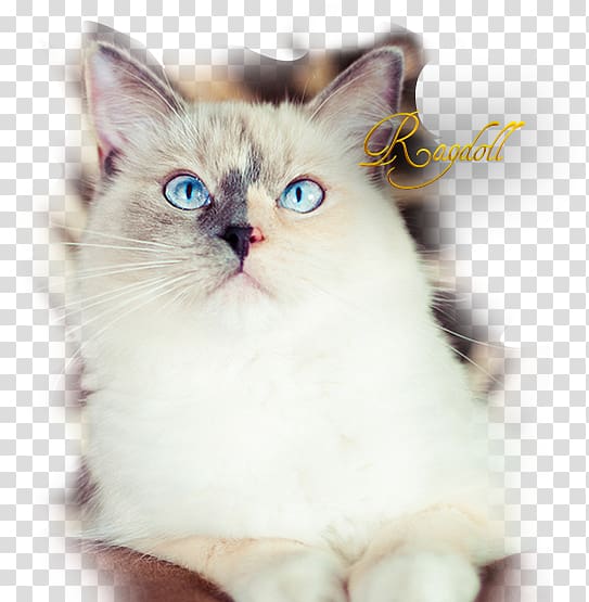 Ragdoll Asian Semi-longhair Birman Ragamuffin cat Kitten, ragdoll transparent background PNG clipart