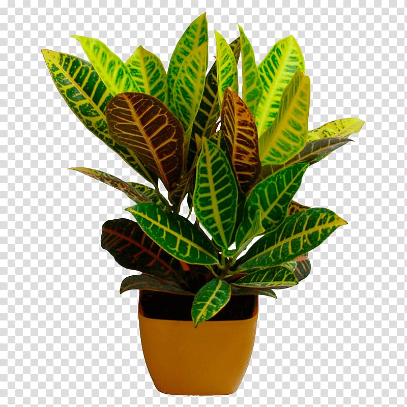 Flowerpot Leaf Garden croton Houseplant Ornamental plant, Leaf transparent background PNG clipart