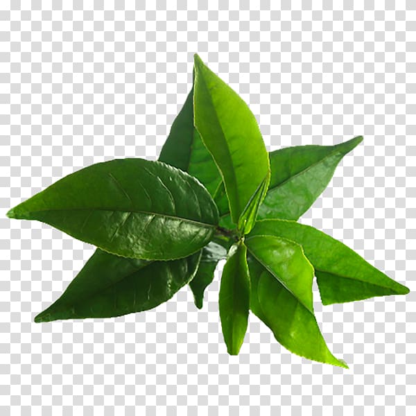 green leaf plant, Green tea Matcha Tea tree oil Camellia sinensis, green tea tree transparent background PNG clipart