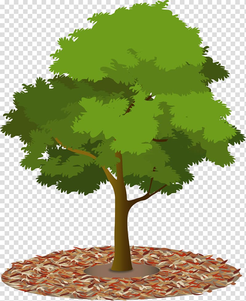 Tree Canopy Urban forest Plant, tree top transparent background PNG clipart