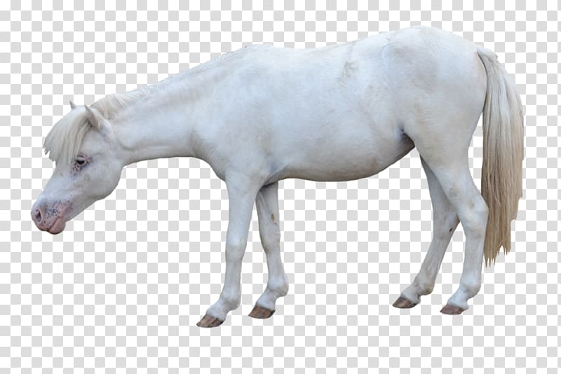 American Miniature Horse Andalusian horse Pony Foal Mustang, white horse transparent background PNG clipart