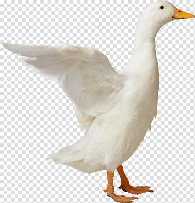 white duck , Goose Sideview transparent background PNG clipart