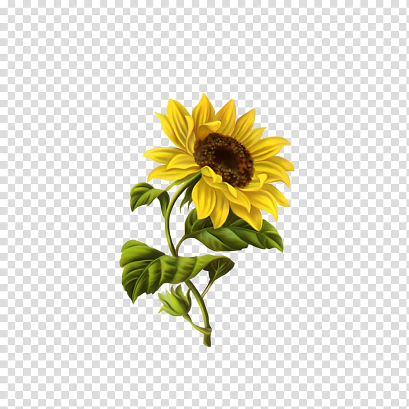 Yellow Sunflower Graphic Common Sunflower Drawing Illustration