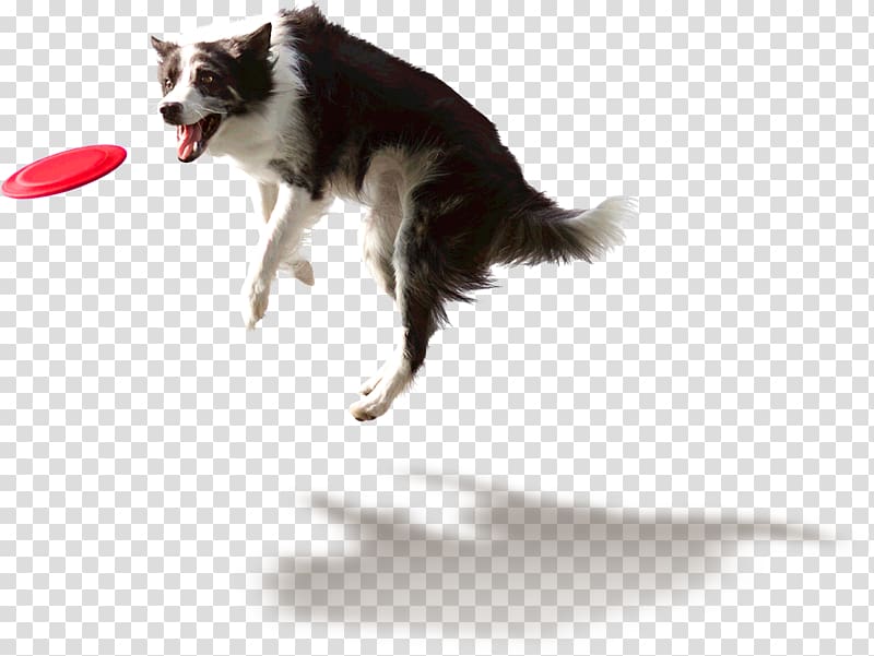 Internet meme Olfaction Dog YouTube, dogs transparent background PNG clipart