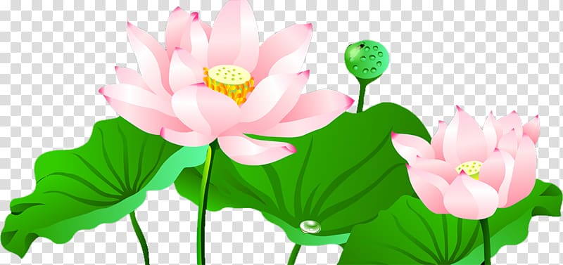 pink petaled flower , Nelumbo nucifera Lotus Pond Computer Icons, Lotus transparent background PNG clipart